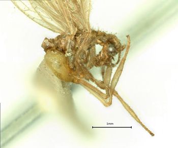 Media type: image;   Entomology 10445 Aspect: habitus lateral view